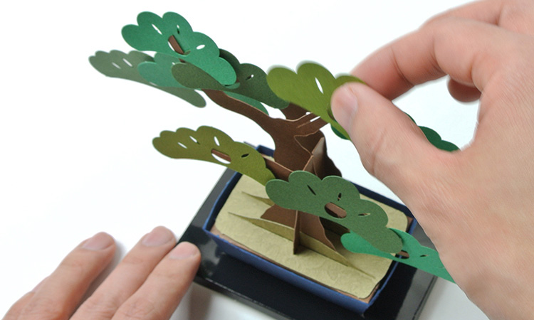 Enjoy “cultivating” your own bonsai